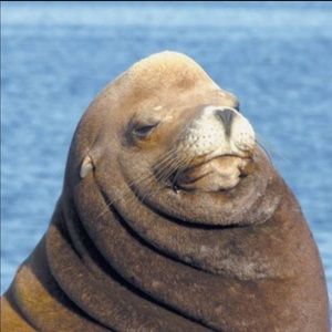 Meet your Posher, Cici